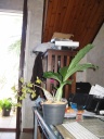 Catasetum_X_plante_entiere.JPG