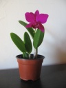 Nom du fichier=Cattleya_mini_violet2.JPG
Taille du fichier=90Ko
Dimensions : 600x800
Ajouté le : 03 Août 2013 Cattleya_mini_violet2.JPG