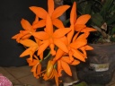 Nom du fichier=Cattleya_orange_flo_oct13.JPG
Taille du fichier=138Ko
Dimensions : 800x600
Ajouté le : 11 Octobre 2013 Cattleya_orange_flo_oct13.JPG