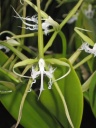 Nom du fichier=Coilostylis_ciliaris_1.JPG
Taille du fichier=127Ko
Dimensions : 600x800
Ajouté le : 03 Août 2013 Coilostylis_ciliaris_1.JPG