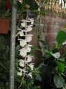 Nom du fichier=Dendrobium_X_1_flo_oct2013.JPG
Taille du fichier=192Ko
Dimensions : 600x800
Ajouté le : 12 Octobre 2013 Dendrobium_X_1_flo_oct2013.JPG