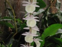 Nom du fichier=Dendrobium_X_flo_oct2013.JPG
Taille du fichier=130Ko
Dimensions : 800x600
Ajouté le : 12 Octobre 2013 Dendrobium_X_flo_oct2013.JPG