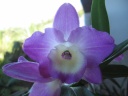 Nom du fichier=Dendrobium_X_nobile.JPG
Taille du fichier=134Ko
Dimensions : 800x600
Ajouté le : 03 Août 2013 Dendrobium_X_nobile.JPG