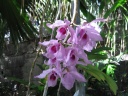 Nom du fichier=Dendrobium_parfume.JPG
Taille du fichier=192Ko
Dimensions : 800x600
Ajouté le : 21 Octobre 2013 Dendrobium_parfume.JPG