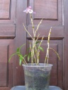 Nom du fichier=Dendrobium_tortile_plante_entiere_flo2013.JPG
Taille du fichier=174Ko
Dimensions : 600x800
Ajouté le : 11 Octobre 2013 Dendrobium_tortile_plante_entiere_flo2013.JPG