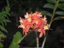 Epidendrum_orange_flo_oct2013.JPG