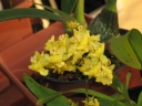 Oncidium_jaune.JPG