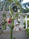 Nom du fichier=Orchidee_parfumee.JPG
Taille du fichier=166Ko
Dimensions : 600x800
Ajouté le : 14 Août 2013 Orchidee_parfumee.JPG