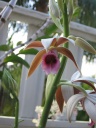 Nom du fichier=Orchidee_parfumee_1.JPG
Taille du fichier=133Ko
Dimensions : 600x800
Ajouté le : 14 Août 2013 Orchidee_parfumee_1.JPG