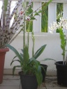 Nom du fichier=Orchidee_parfumee_2.JPG
Taille du fichier=158Ko
Dimensions : 600x800
Ajouté le : 14 Août 2013 Orchidee_parfumee_2.JPG