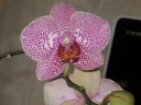 Phalaenopis_spp_5_pointille.JPG