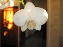 Phalaenopsis_blanc_2.JPG