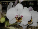 Phalaenopsis_blanc_panda.JPG