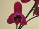 Phalaenopsis_bulldog_1.JPG