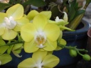 Nom du fichier=Phalaenopsis_jaune_1.JPG
Taille du fichier=112Ko
Dimensions : 800x600
Ajouté le : 04 Août 2013 Phalaenopsis_jaune_1.JPG
