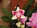 Nom du fichier=Phalaenopsis_mini~0.JPG
Taille du fichier=119Ko
Dimensions : 800x600
Ajouté le : 21 Octobre 2013 Phalaenopsis_mini~0.JPG