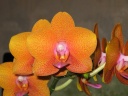 Phalaenopsis_orange_1.JPG