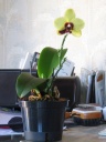 Phalaenopsis_panda_mini.JPG