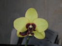 Phalaenopsis_panda_mini_1.JPG