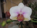 Nom du fichier=Phalaenopsis_parme.JPG
Taille du fichier=90Ko
Dimensions : 800x600
Ajouté le : 04 Août 2013 Phalaenopsis_parme.JPG