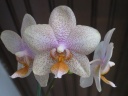 Phalaenopsis_pointille_2.JPG