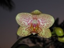 Phalaenopsis_pointille_61.JPG
