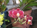 Phalaenopsis_rouge_nain_1.JPG