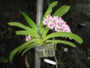 Nom du fichier=Rhynchostylis_gigantea_-_Pink_Spot.JPG
Taille du fichier=162Ko
Dimensions : 800x600
Ajouté le : 03 Août 2013 Rhynchostylis_gigantea_-_Pink_Spot.JPG
