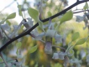 Nom du fichier=fleur_de_dendrobium_-_detail.JPG
Taille du fichier=115Ko
Dimensions : 800x600
Ajouté le : 04 Août 2013 fleur_de_dendrobium_-_detail.JPG