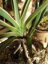 Neofinetia_falcata_Higashidemiyako.jpg
