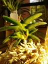 Neofinetia_falcata_Sensai.jpg