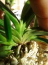 Neofinetia_falcata_Setsuzan.jpg
