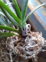 Nom du fichier=Neofinetia_falcata_red.jpg
Taille du fichier=182Ko
Dimensions : 600x800
Ajouté le : 06 Novembre 2013 Neofinetia_falcata_red.jpg