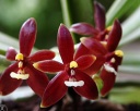 Nom du fichier=phal-cornu-cervi-red.jpg
Taille du fichier=240Ko
Dimensions : 750x500
Ajouté le : 09 Septembre 2013 phal-cornu-cervi-red.jpg