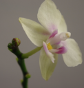Mini_Phal_251013.png