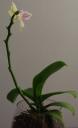 Mini_Phal_jaune_rose.png