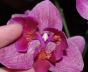 Nom du fichier=Phal_rose_261013.png
Taille du fichier=845Ko
Dimensions : 688x566
Ajouté le : 26 Octobre 2013 Phal_rose_261013.png