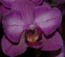 Phal_rose_OK_261013.png