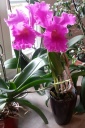 Nom du fichier=cattleya_entier.jpg
Taille du fichier=159Ko
Dimensions : 533x800
Ajouté le : 23 Novembre 2013 cattleya_entier.jpg