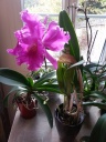 cattleya_entier2.jpg