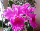 cattleya_fleur.jpg