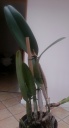 tache_cattleya_2.jpg