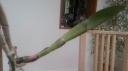 Nom du fichier=tache_cattleya_3.jpg
Taille du fichier=106Ko
Dimensions : 800x444
Ajouté le : 15 Juin 2014 tache_cattleya_3.jpg