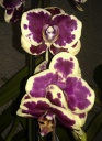 IMAG0597-1.jpg
