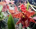IMAG0609-1-1.jpg