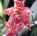 IMAG0611-1-1.jpg