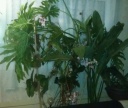 IMAG0744-1.jpg