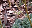 IMAG0753-1-1.jpg