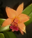 IMAG0805-1.jpg