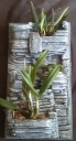 IMAG0932-1.jpg